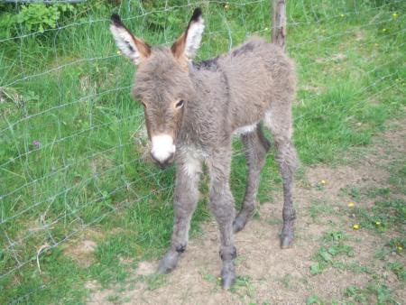 chez les vuillemin ...